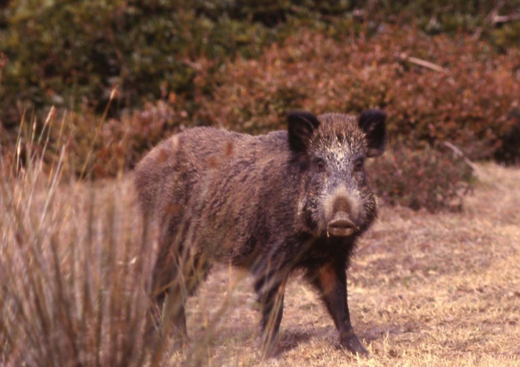 Cinghiale